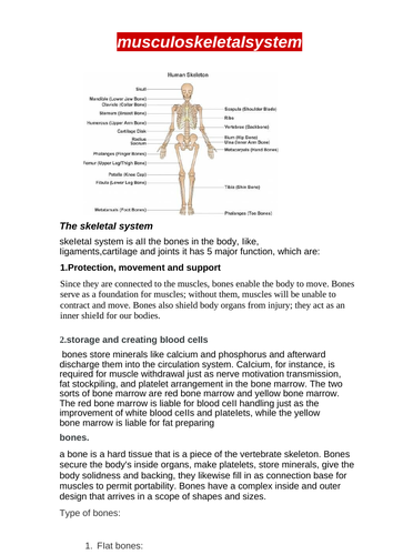 unit 8 assignment 1 musculoskeletal system