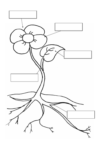 Year 2 Science Plants Planning