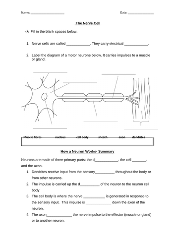 The Nervous System - Low ability Worksheet