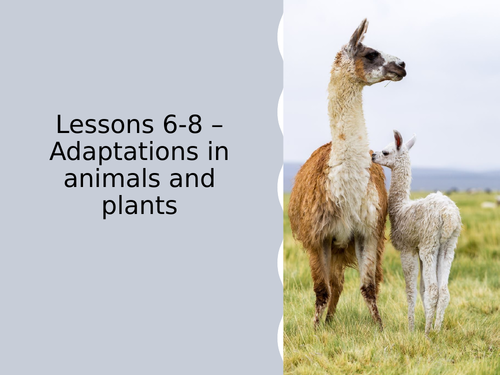 AQA GCSE Biology (9-1) B16.6-8 Adaptation in animals and plants - FULL LESSON