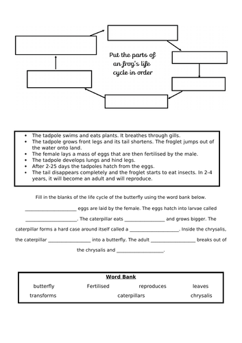 Year 5 Metamorphosis Science Worksheet
