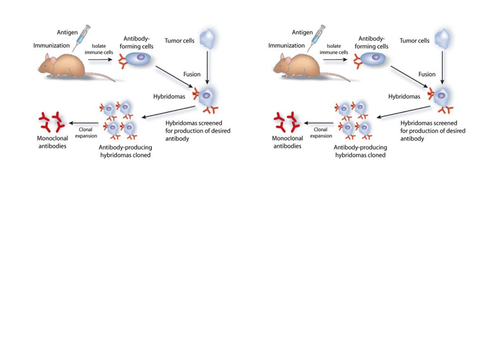 AQA Biology GCSE Infection and Response TRIPLE content