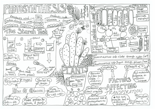 Mindfulness Colouring Poster PLANTS (AQA specific)