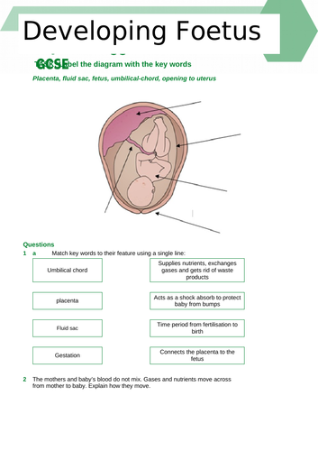 Level 3 Early Years Unit 1 lesson 1