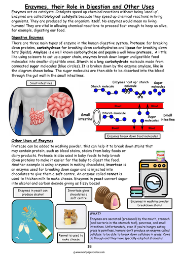 Enzymes: Digestion and Other Uses | Teaching Resources