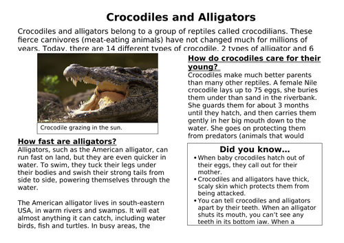 Crocodiles and Sharks Non chronological guided reading