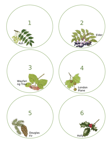 Natural Display Circle Labels-  British Botanical Theme