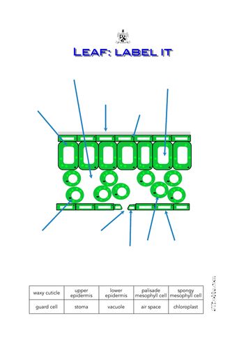 Leaf: label it