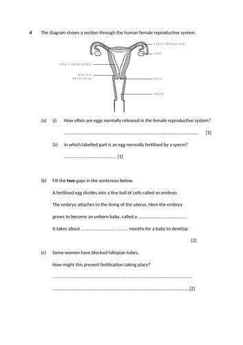 Menstrual Cycle