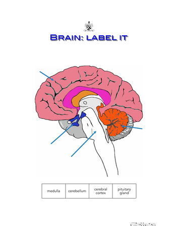 Brain: label it