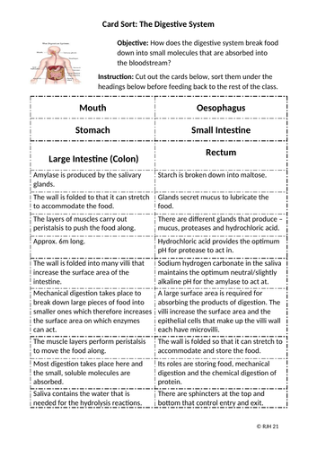 Card Sort  - Digestive System