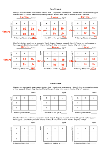 punnett squares worksheet with answers teaching resources