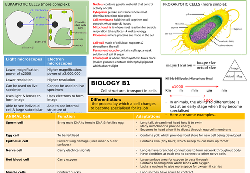 GCSE Biology Cells (B1) Revision Mat