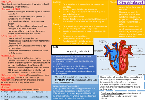 GCSE Biology Plant/Animal Organisation (B4) Revision Mat