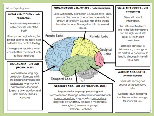 Biopsychology Year 2 Taster - AQA Psychology | Teaching Resources