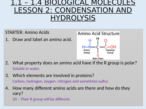 AS Topic 1 Biological Molecules 1.1 - 1.4 Biological Molecules and Enzymes Lesson 2 Condensation