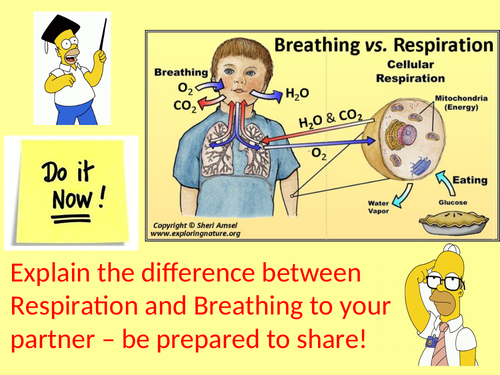 AQA GCSE Science - Respiration