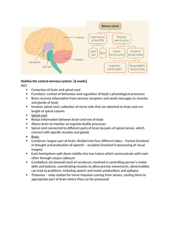 AQA A Level Psychology Biopsychology