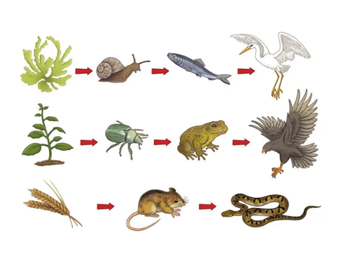 KS2 (Yr 5) - Food Chains &  Food Webs (Diagram, Worksheets & Worksheet Answers)