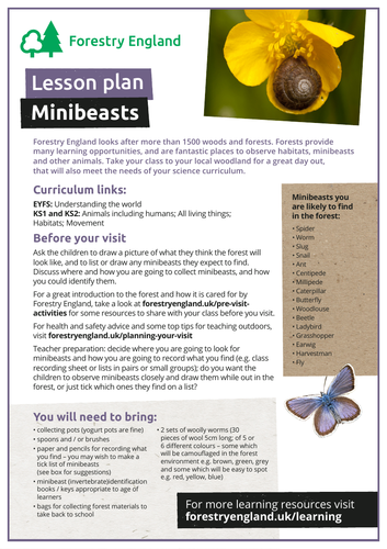 Minibeasts in the forest lesson plan EYFS and KS1