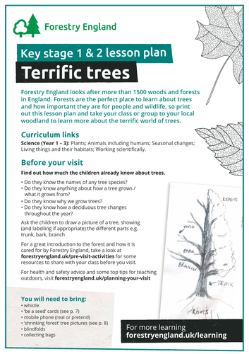 Terrific trees lesson plan KS1 and KS2