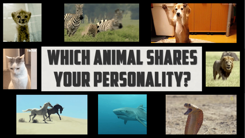 Animals Personality Quiz Starter