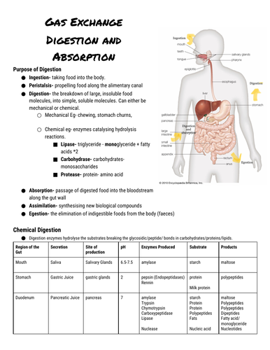 A level biology topic 3 notes