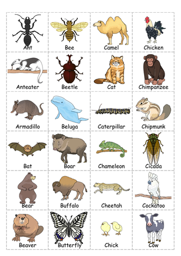 Animal Classification: Animal Groups Sorting Card for Kids