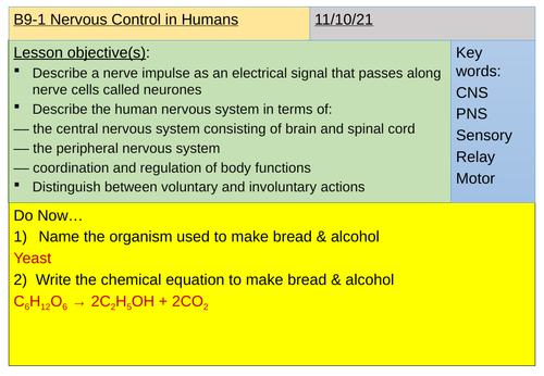 B9 Nervous control in humans