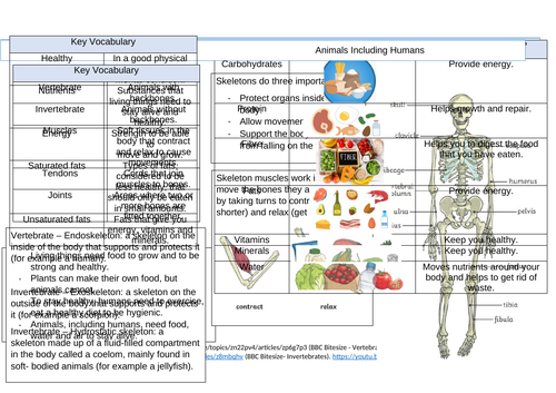 Y3 Knowledge Organiser - Humans including animals