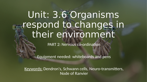 3.6.2.1 L1 Neurons and nervous co-ordination (AQA A-level Biology)