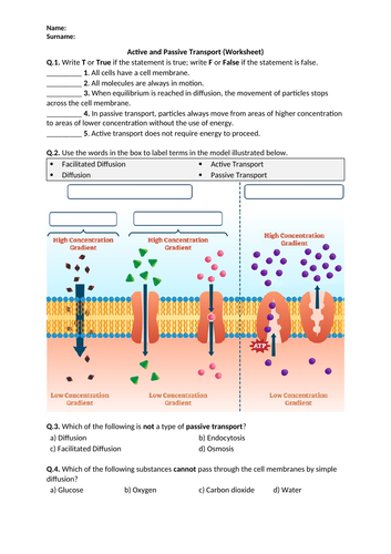 Active And Passive Transport Worksheet Printable And Distance 