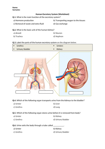 Human Excretory System - Worksheet | Printable and Distance Learning
