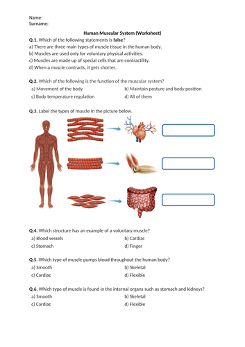 Human Muscular System - Worksheet | Printable and Distance Learning