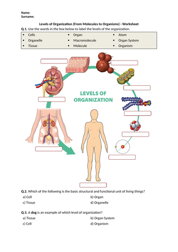 Levels of Organization (From Molecules to Organisms) - Worksheet ...