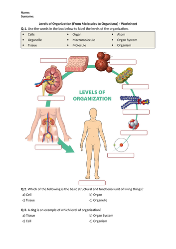 Levels of Organization (From Molecules to Organisms) - Worksheet | Printable and Distance Learning