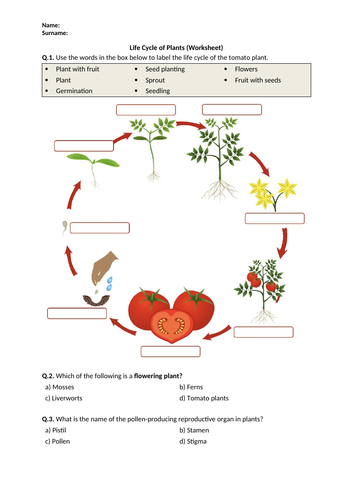 Life Cycle of Plants - Worksheet | Printable and Distance Learning
