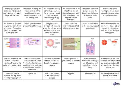 Specialised Cells Card Sort: GCSE Detail