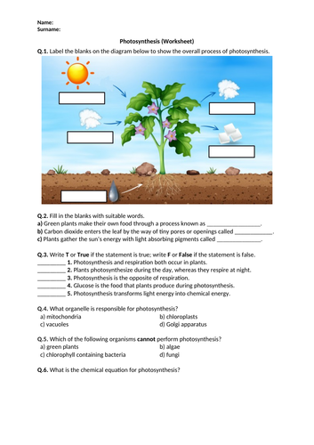 Photosynthesis - Worksheet | Printable and Distance Learning