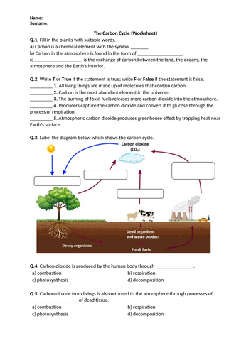 The Carbon Cycle - Worksheet | Printable and Distance Learning
