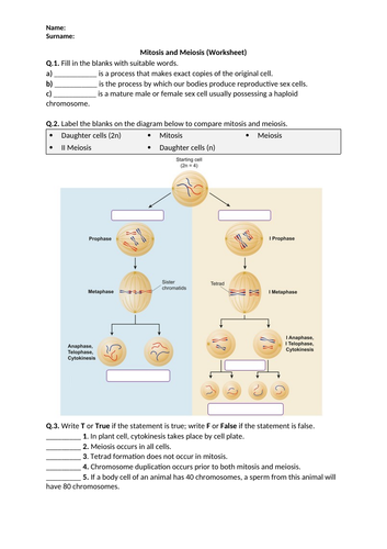 Mitosis and Meiosis - Worksheet | Printable and Distance Learning