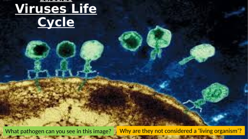 SB5f - Virus Life Cycles