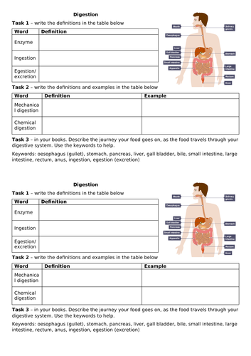 Digestion worksheet - enzymes, chemical and mechanical digestion