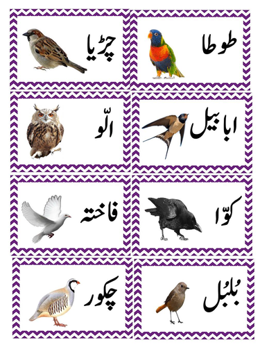 urdu flashcards