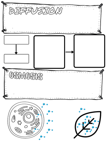 diffusion and osmosis doodle notes