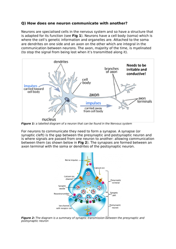 Neuronal communication essay