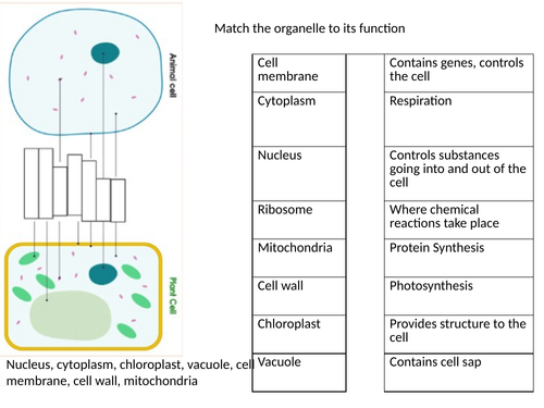 AQA B1 cell biology revision booklet