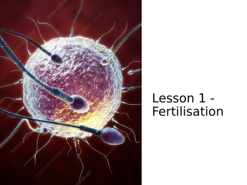 KS3 Science | 3.10.2 Human Reproduction - Lesson 1 - Fertilisation FULL LESSON