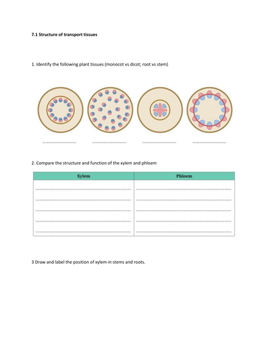 AS Biology-Topic 7-Structures of transport tissues- Worksheet and Mark scheme