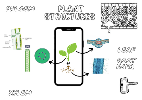 plant structure doodle note blank